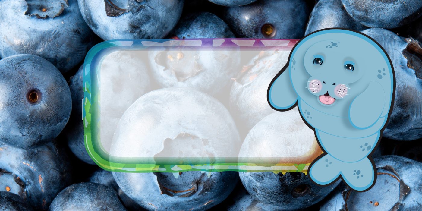 cartoon drawing of a blue manatee over a translucent box with a blueberry background